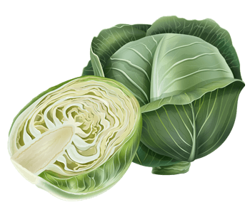 cabbage.png