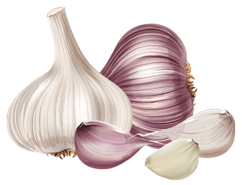 garlic.png garlic.png