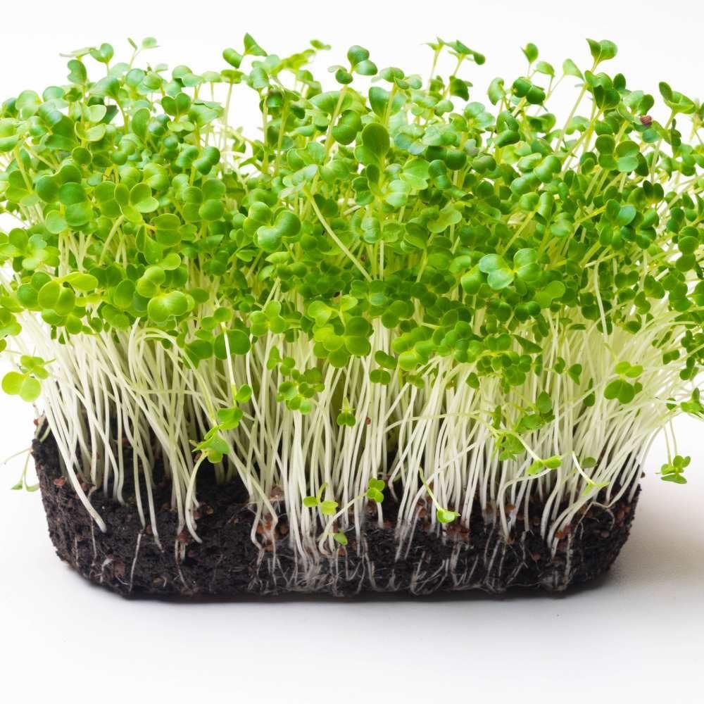 Pakchoi Seeds for Microgreen