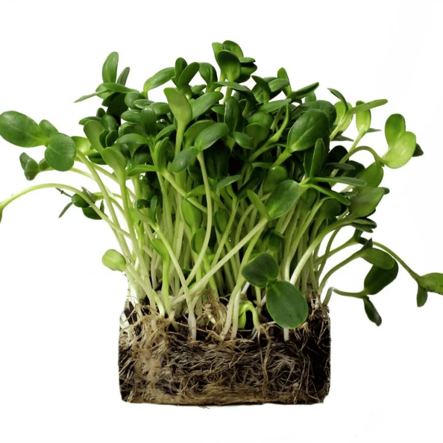 Growtime Sunflower Microgreen Seeds, Sunflower Microgreen Seeds (Green) (1 KG)