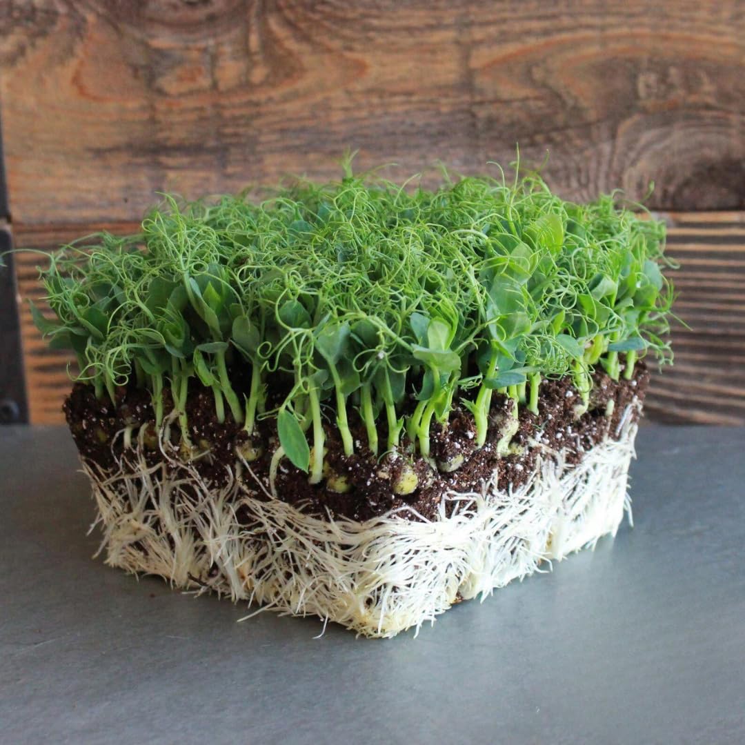 Growtime Pea Afila Microgreen Seeds, Microgreen Seeds (Green) (1 KG)