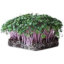 Growtime Purple Kholrabi Vienna Microgreen Seeds