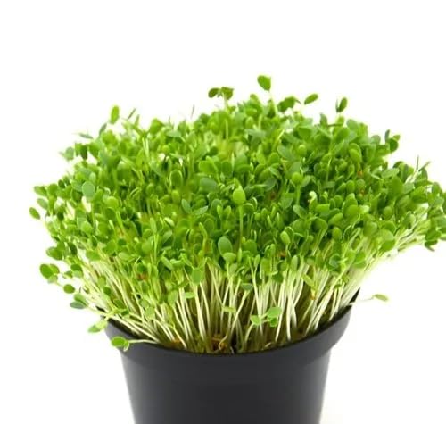 Growtime Kasuri Methi Microgreen Seeds (1 Kg)