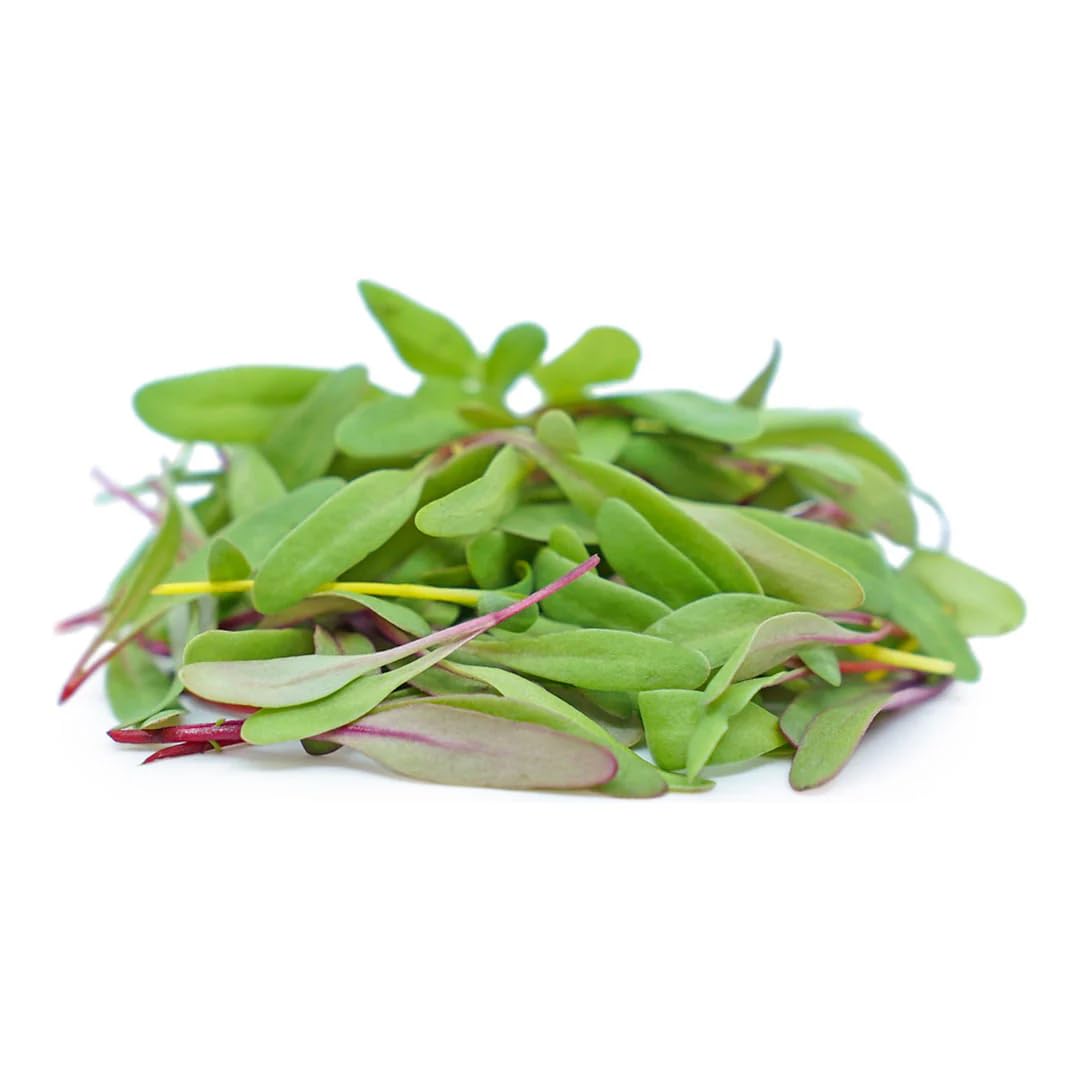 Swiss Chard Microgreen Seeds Green