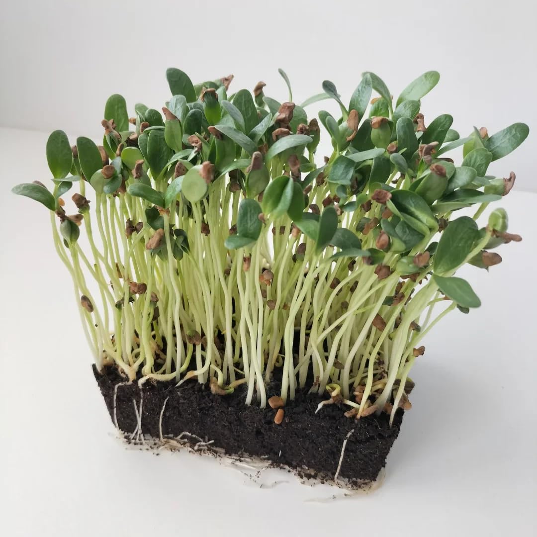 Growtime Fenugreek (Normal) Microgreen Seeds, (1 Kg)