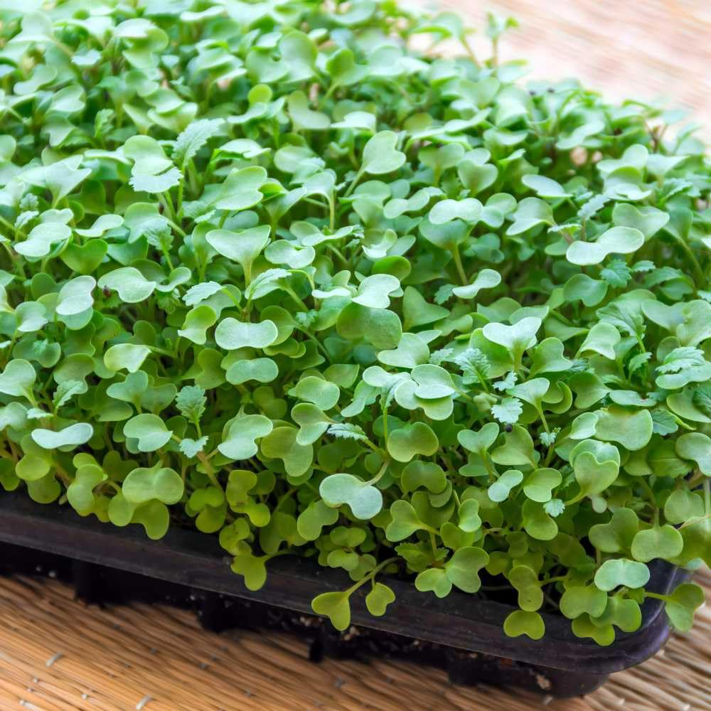 Growtime Green Cabbage Microgreen Seeds