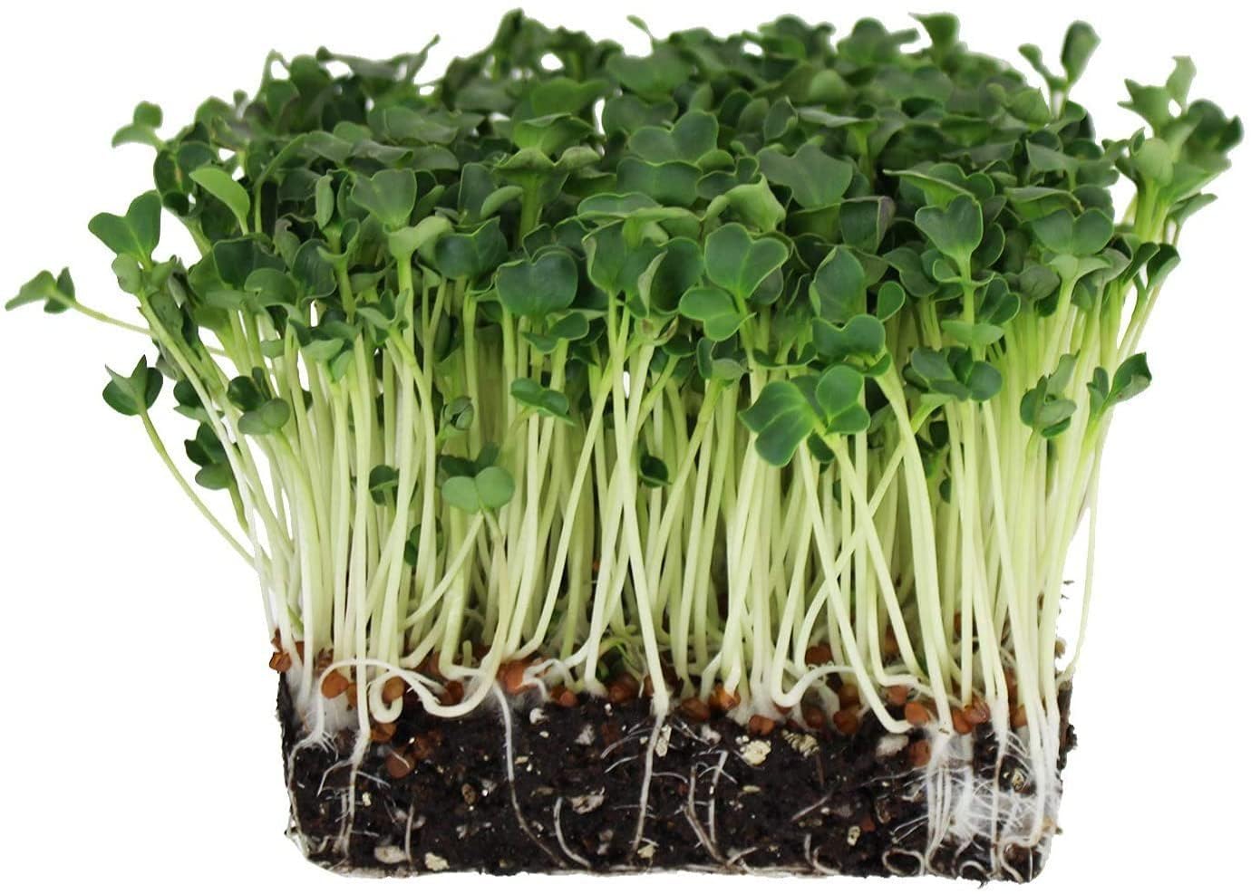 Growtime Spinach Microgreen Seeds