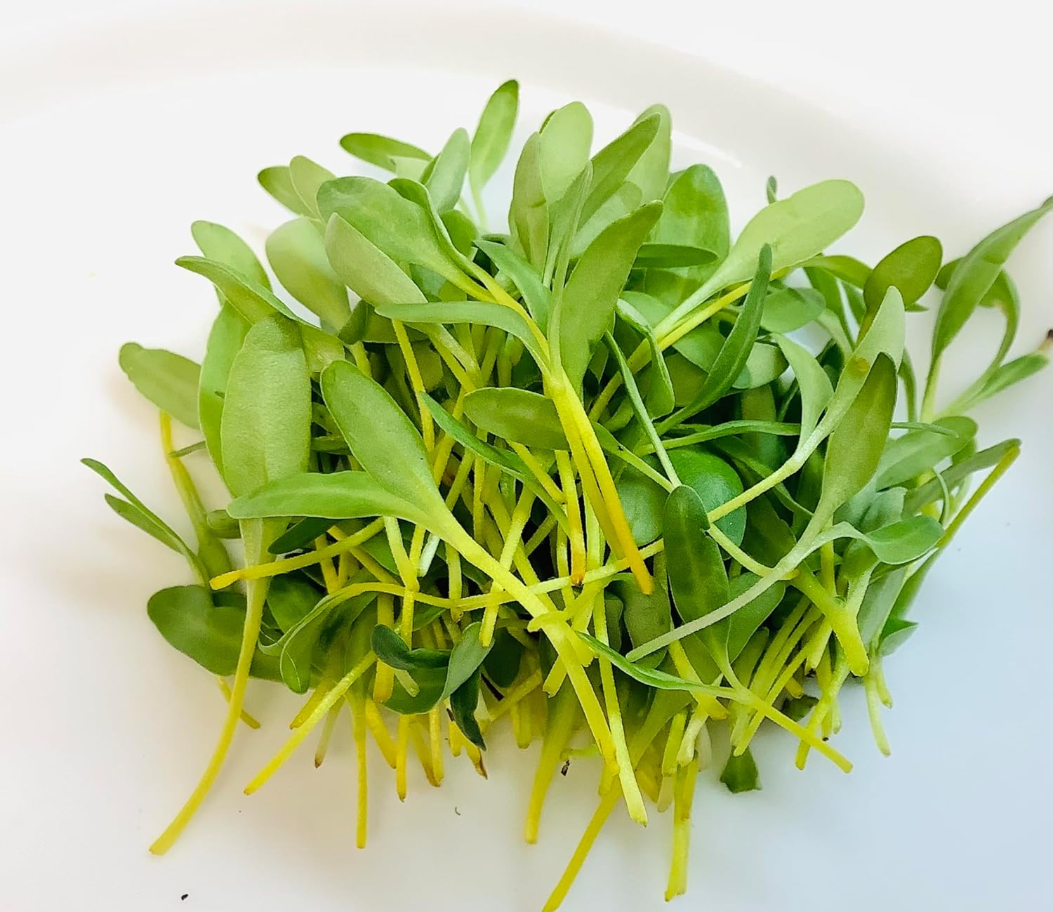 Swiss Chard Microgreen Seeds Yellow
