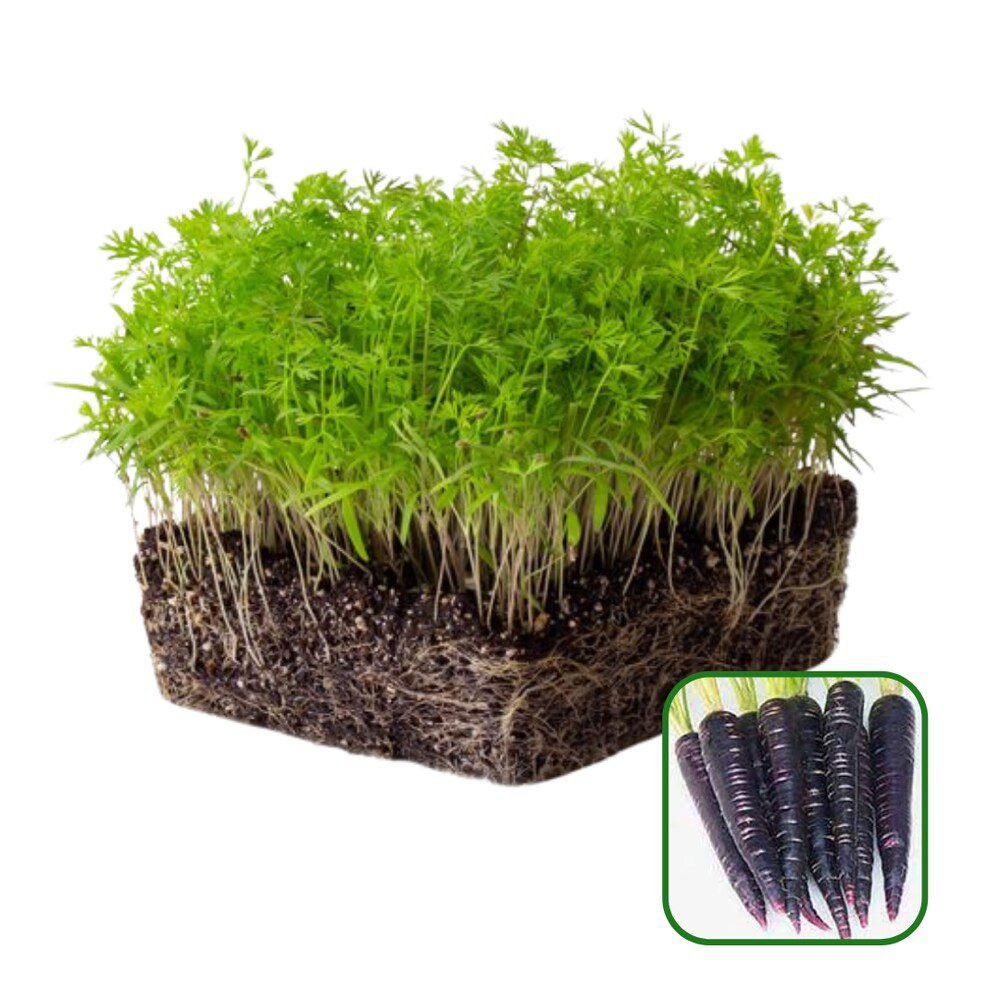 Growtime Black Carrot Microgreen Seeds