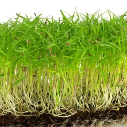 Growtime Carrot (European) Microgreen Seeds