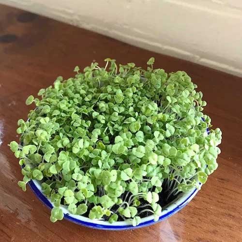 Growtime Chia Microgreen Seeds