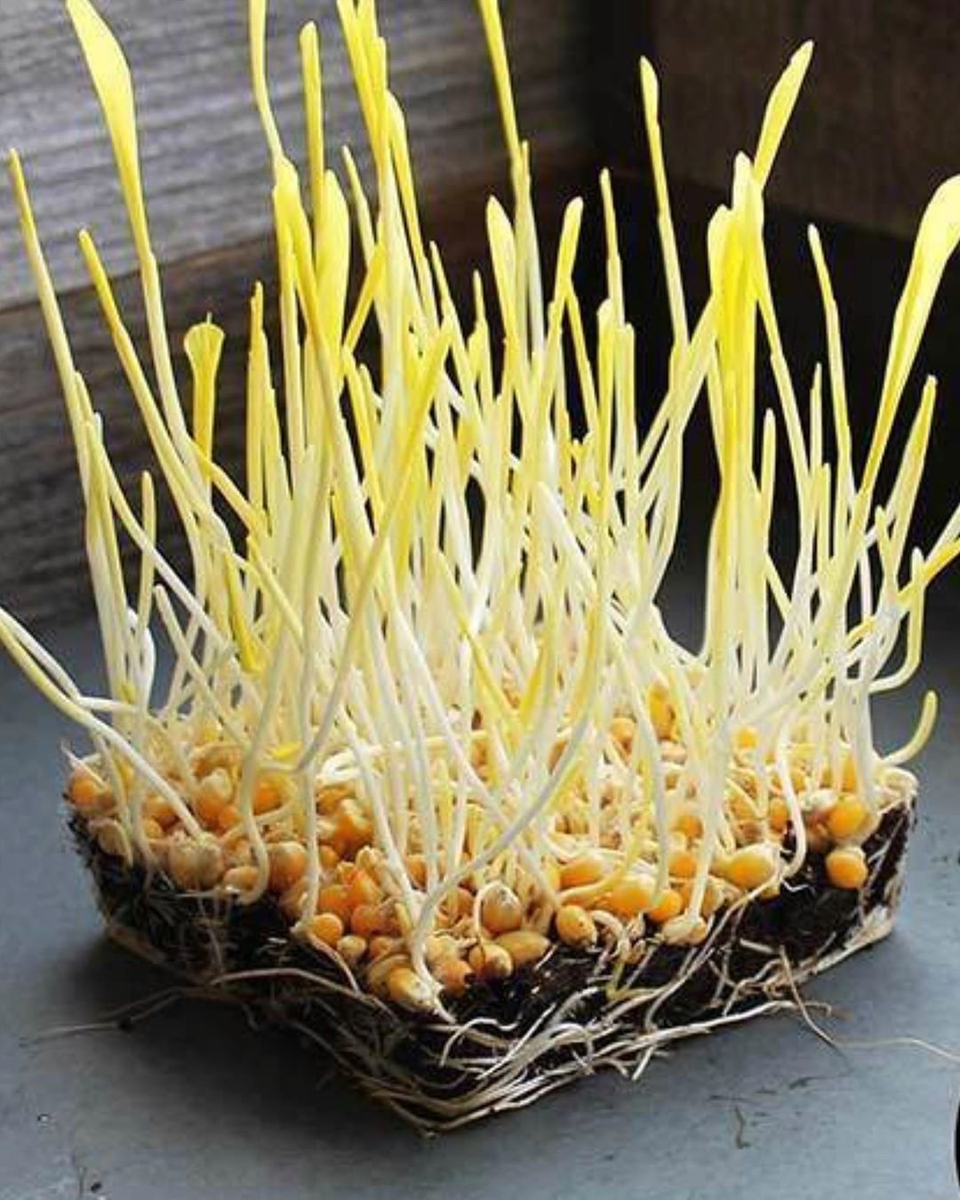 Growtime Corn Microgreen Seeds