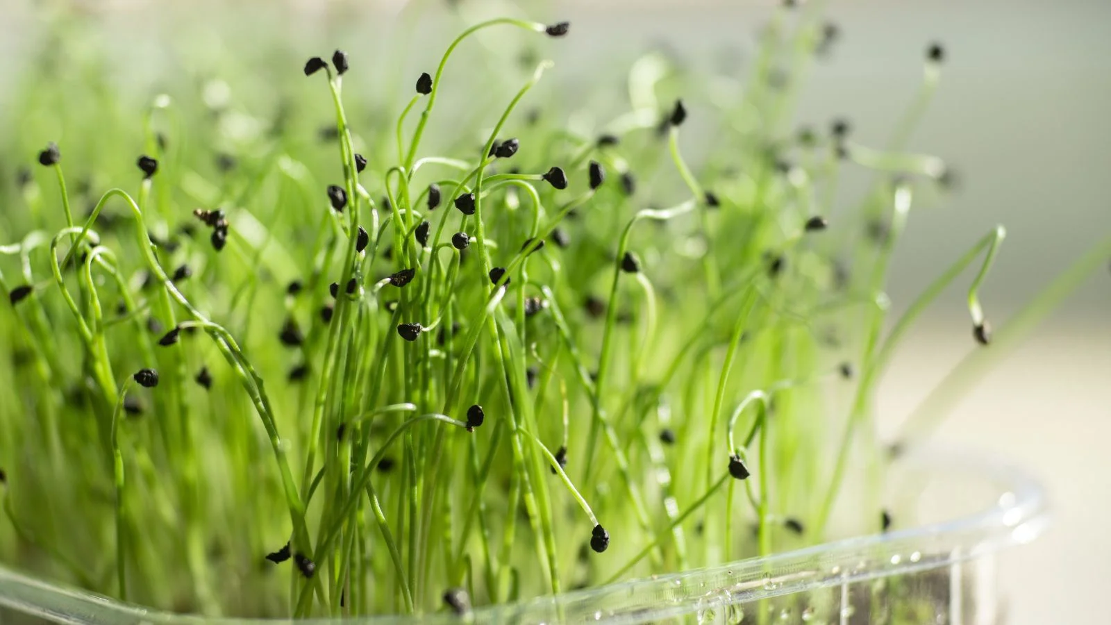 Growtime Leek Microgreen Seeds