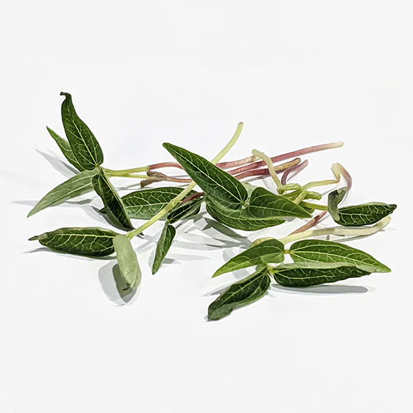 Growtime Moong Bean Microgreen Seeds