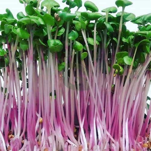 Growtime Radish China Rose Microgreen Seeds