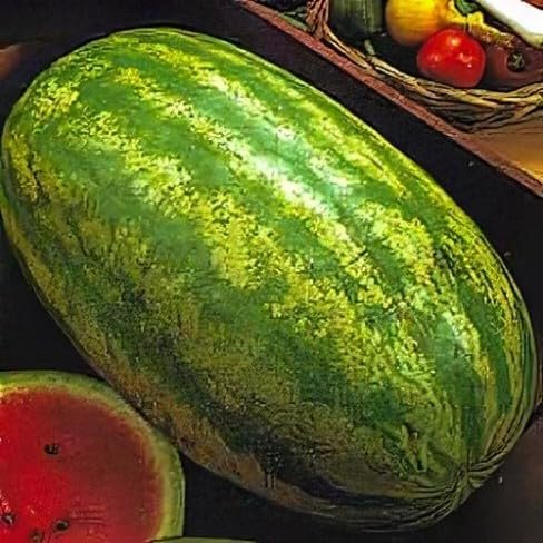 Growtime Watermelon Striped Klondike Blue Ribbon Seeds (Pack of 2g)