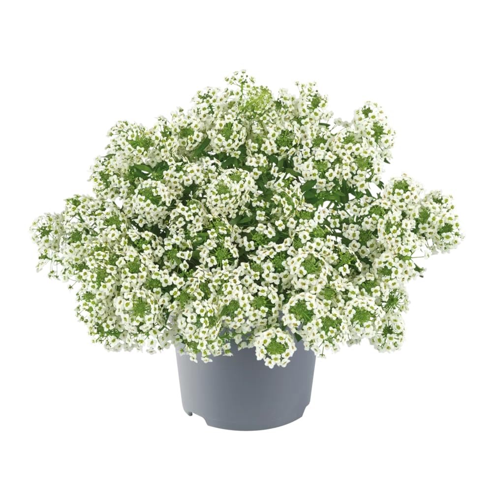 Alyssum Snow Ball (Lobularia) Flower Seeds, Flower Seeds for Home Gardening, Flower Planting Seeds for Kitchen, Alyssum Snow Ball (Lobularia) Seeds (Pack of 50 Seeds)