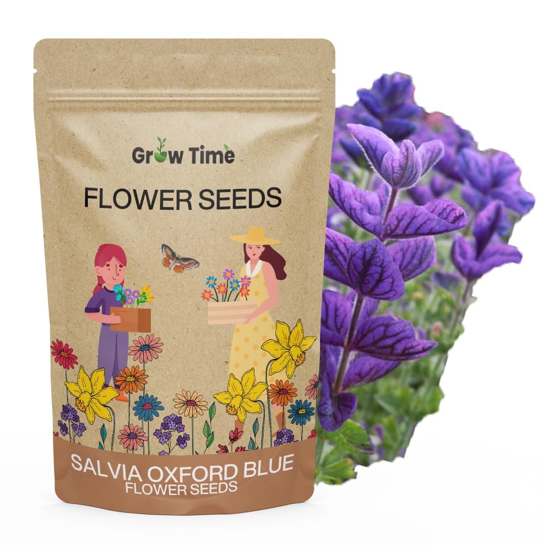 Salvia Oxford Blue Flower Seeds, Flower Seeds for Home Gardening, Flower Planting Seeds for Kitchen, Salvia Oxford Blue (Pack of 50 Seeds)
