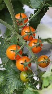 Teeny Tiny Spoon Tomato Vegetable Seeds, Vegetable Seeds for Home Gardening, Teeny Tiny Spoon Tomato Seeds (280 Seeds)