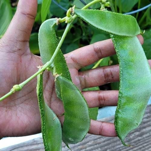Dolichos Lablab Bushy Broad Pod Vegetable Seeds (Green, Pack of 20g)