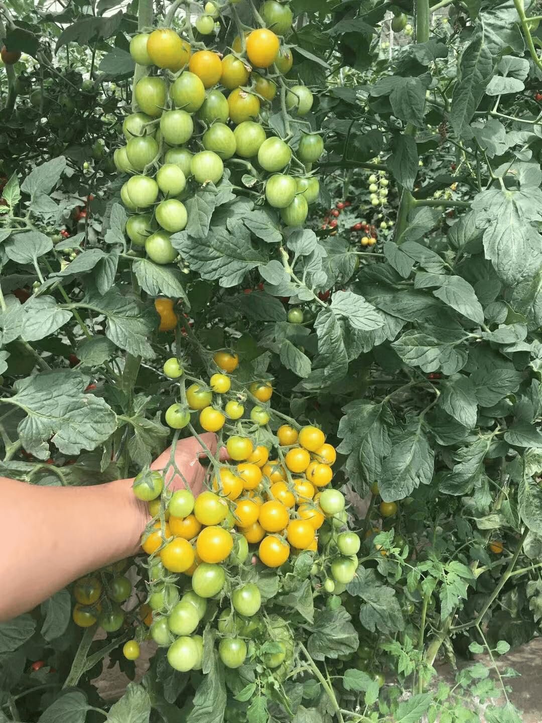 Cherry Tomato Colo Tomato Vegetable Seeds (300 Seeds)