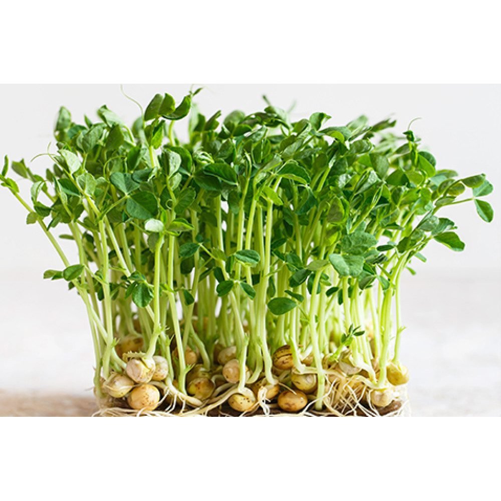 Microgreen Green Peas Seeds