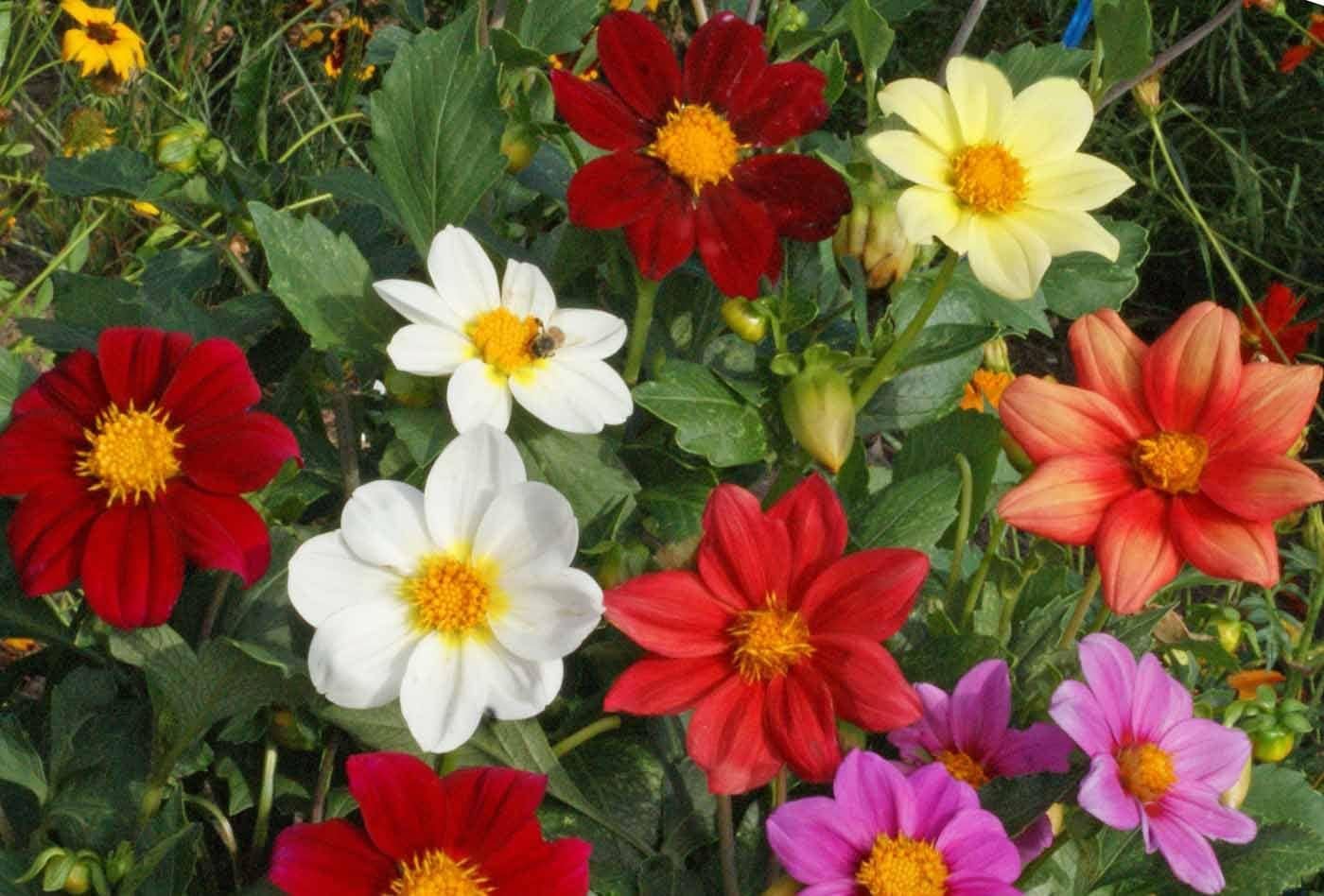 Dahlia Top Star Mix (Desi) Flower Seeds (Pack of 50 Seeds)