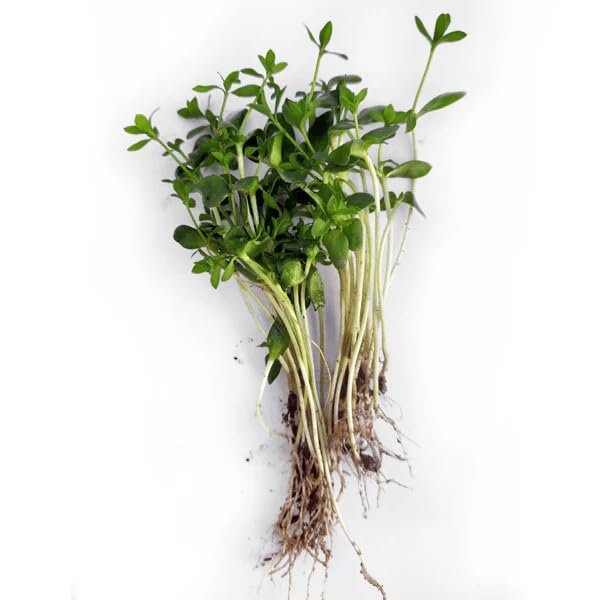 Flax Seeds for Microgreen