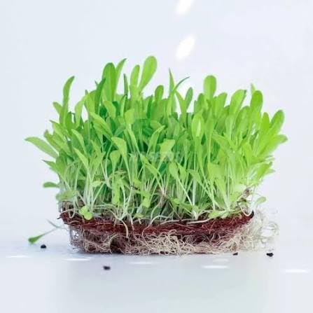 Chicory Microgreen Seeds (Pack of 1kg)