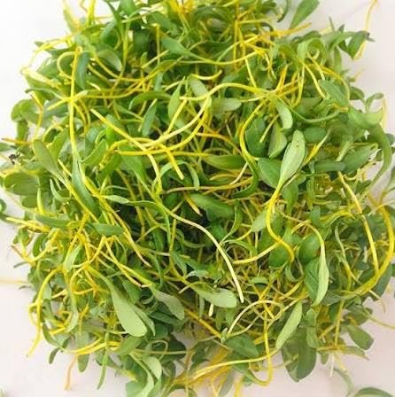 Beetroot Seeds for Microgreen (Yellow)