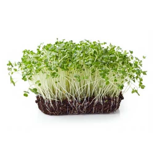 Cauliflower Seeds for Microgreen
