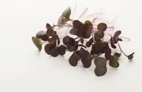 Kale Black Seeds for Microgreen
