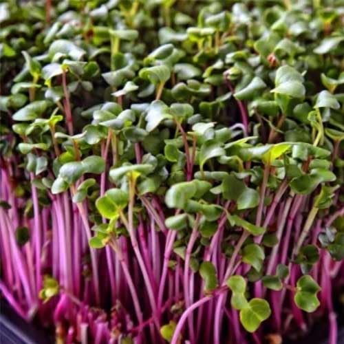 Kale Red Seeds for Microgreen