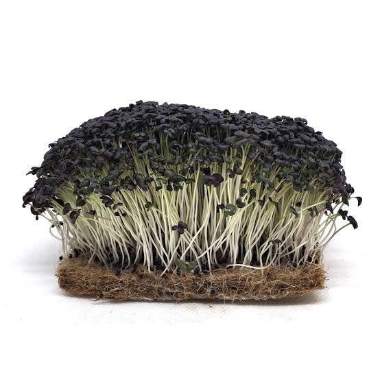 Mizuna Red Seeds for Microgreen