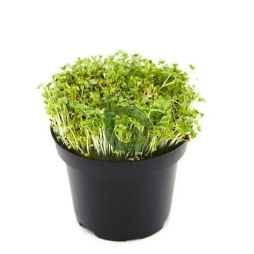 Mizuna Seeds for Microgreen