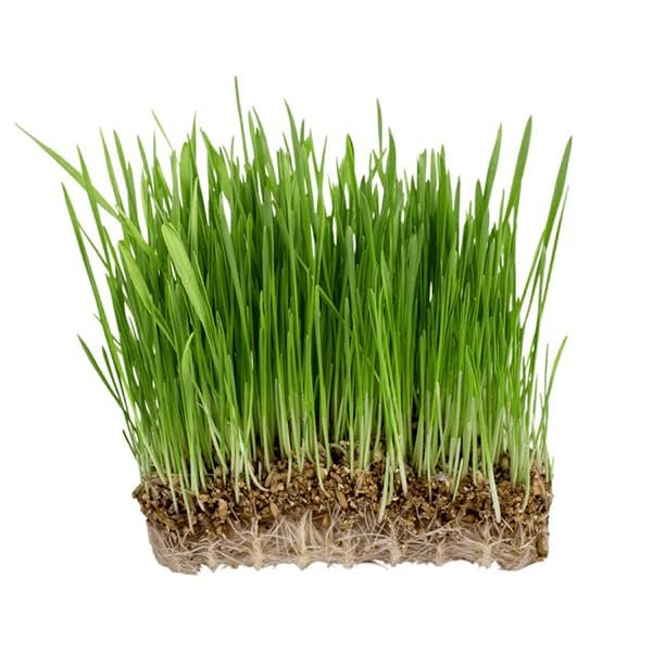 Oats Grass Seeds for Microgreen