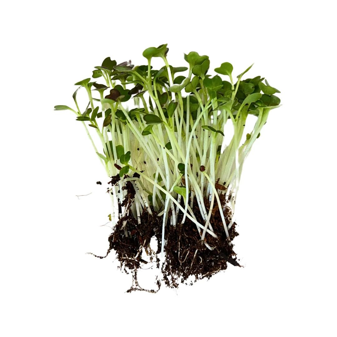 Pakchoy Red Seeds for Microgreen