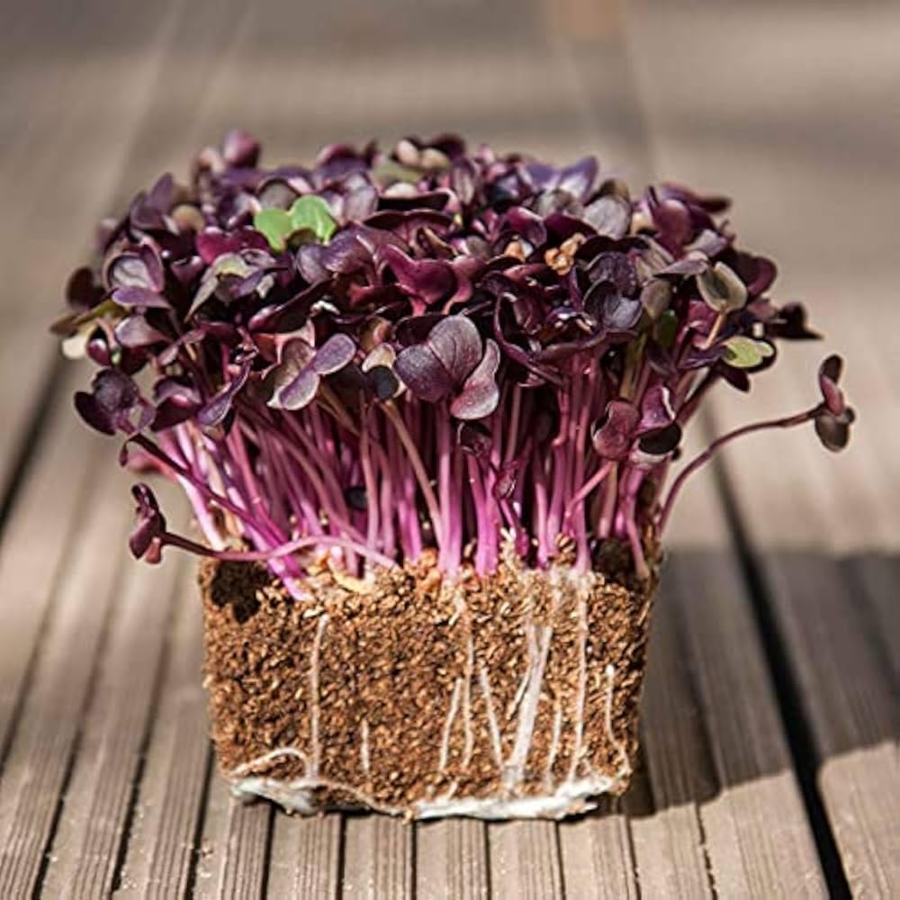 Radish Red Round Seeds for Microgreen
