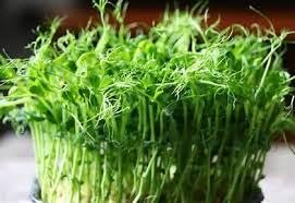 Tongues of Fire Seeds for Microgreen