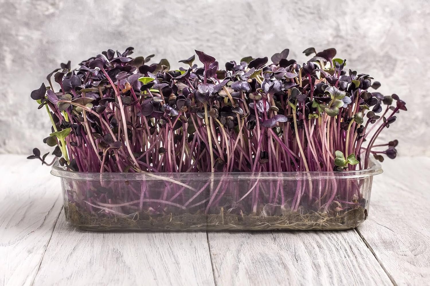 Turnip Red Seeds for Microgreen