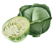 cabbage.png